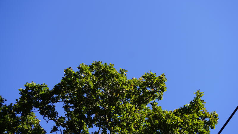 Trädkrona en fin höstdag mot en klarblå himmel
