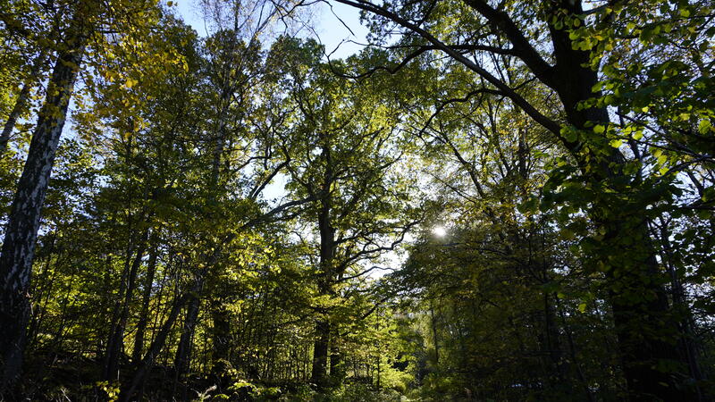 Frodig grön skog med solsken bakom grenarna