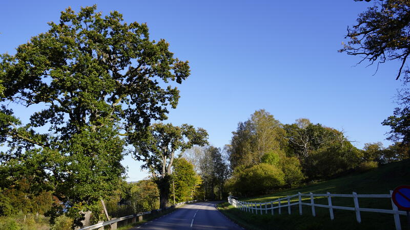 Landsväg med höstträd
