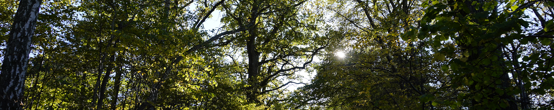 Grön frodig skog med sol bakom grenarana